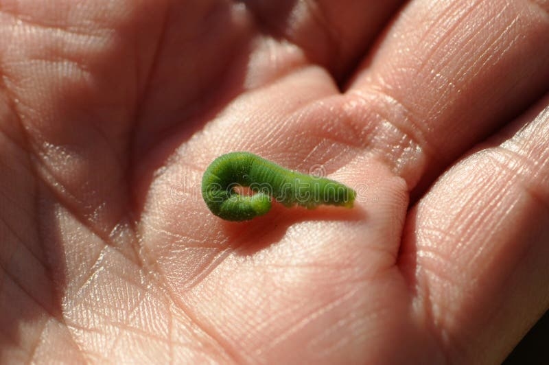 Garden Pest Cabbage White Butterfly Larvae Caterpillar Stock Image Garden Pest Cabbage White Butterfly Larvae Caterpillar Stock Image