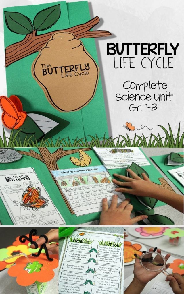Butterfly Life Cycle Activities for 3rd Grade Butterfly Life Cycle Activities for 3rd Grade