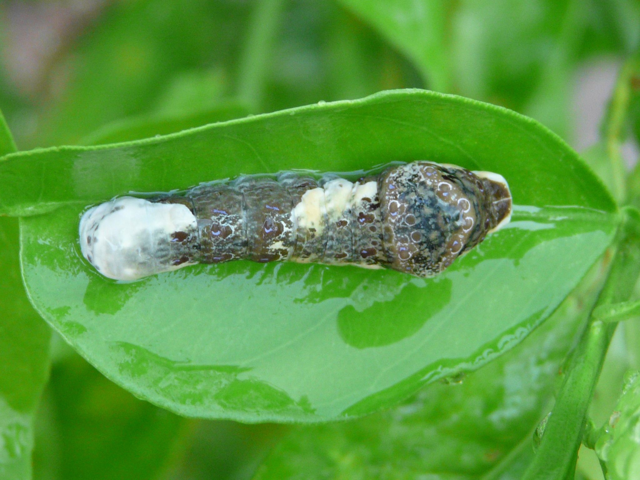 Giant Swallowtail Larvae