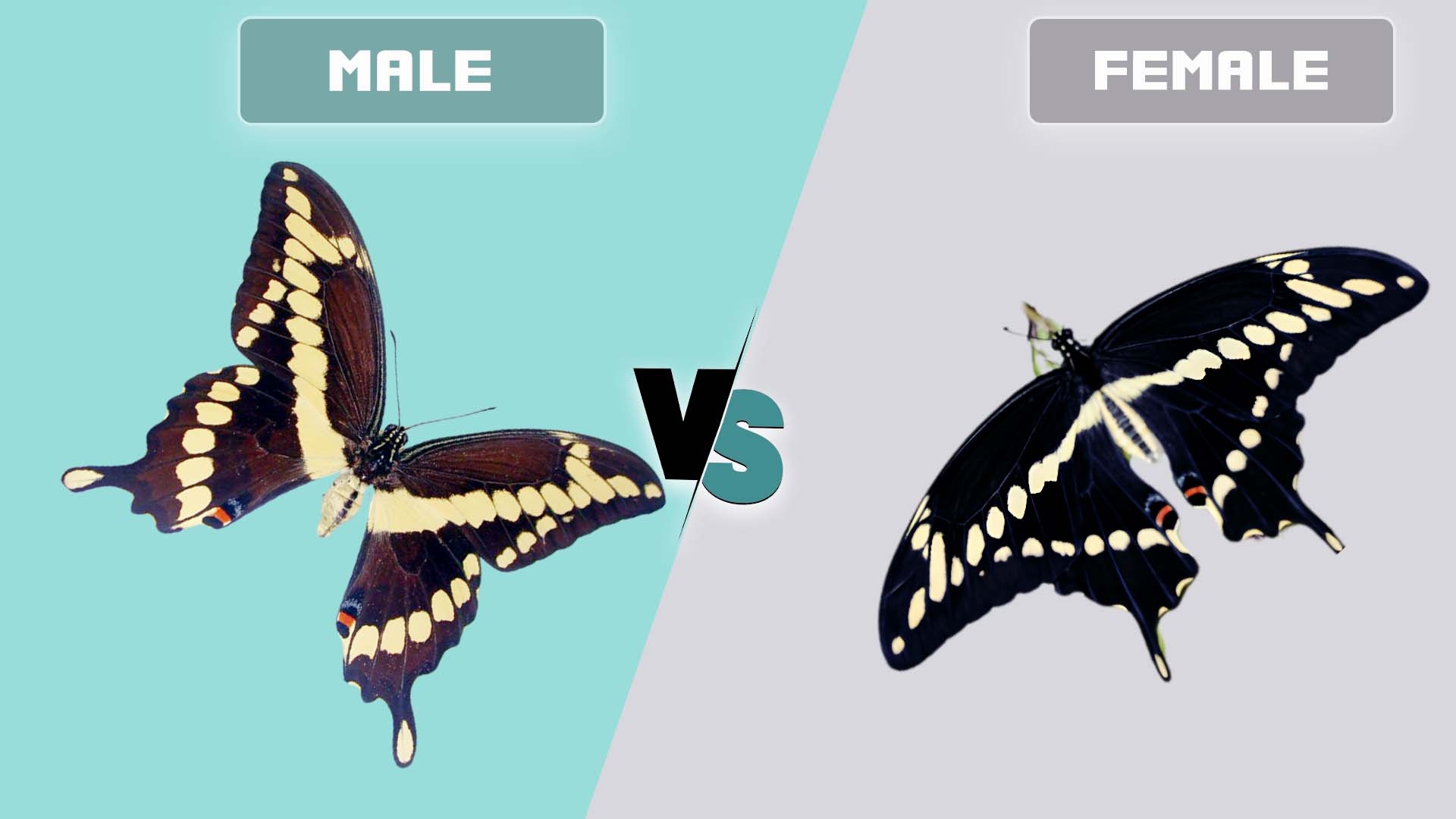 Giant Swallowtail Male Vs Female What Are Differences Giant Swallowtail Male Vs Female What Are Differences