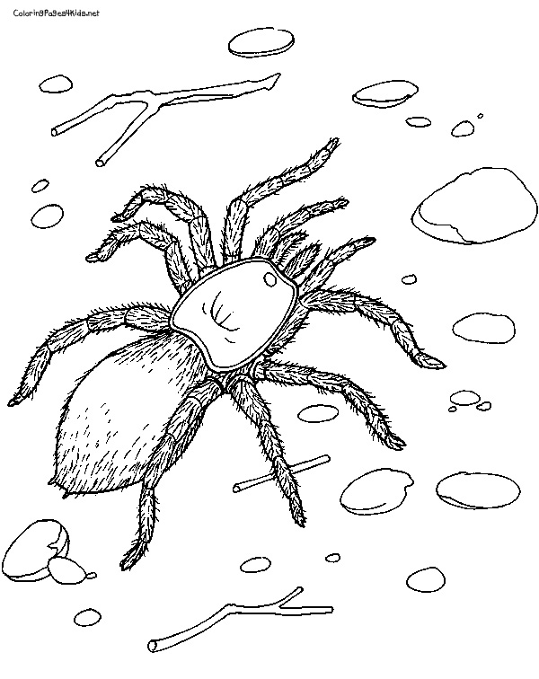 Giant Tarantula Spider Coloring Sheet Giant Tarantula Spider Coloring Sheet