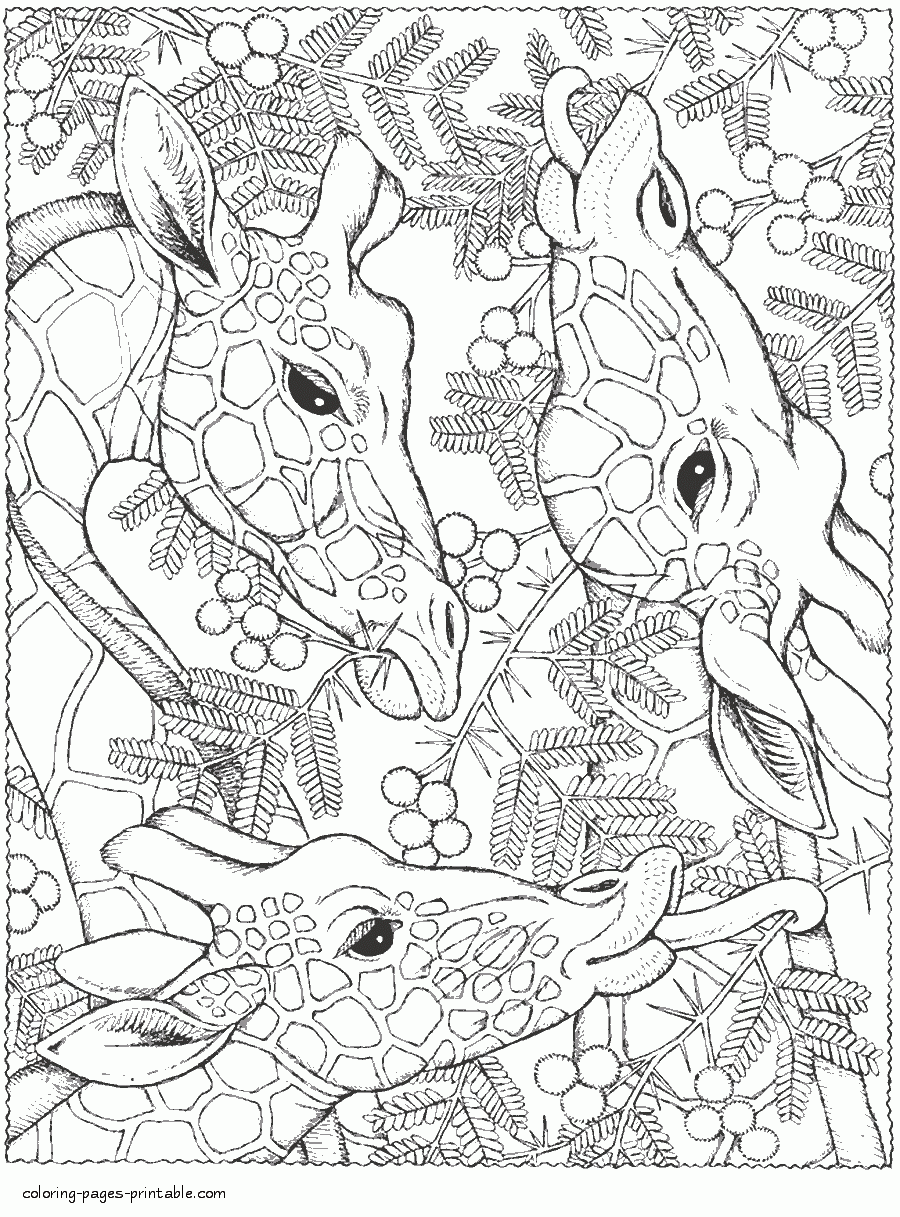 Giraffes Animal Coloring Pages For Adults COLORING PAGES PRINTABLE COM Giraffes Animal Coloring Pages For Adults COLORING PAGES PRINTABLE COM