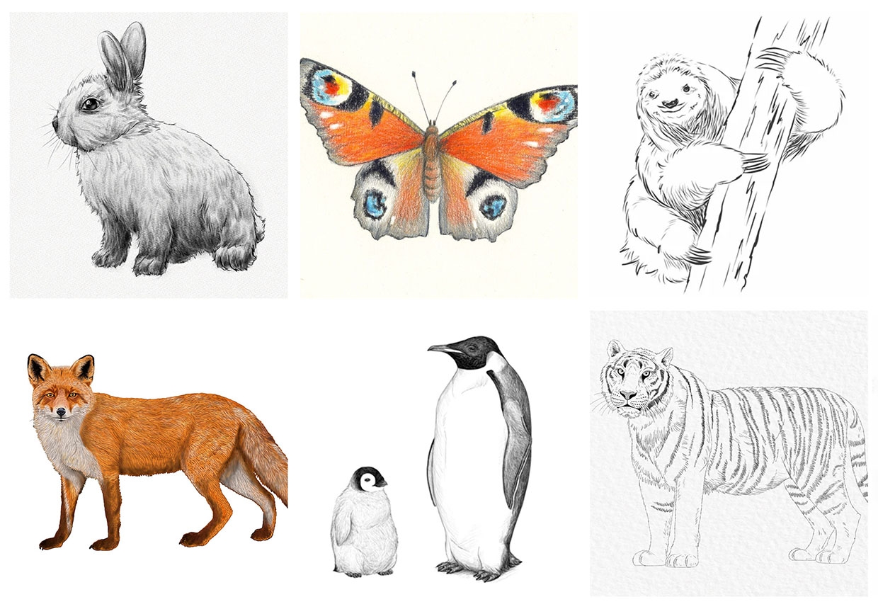 Go Wild With Our Easy Animals To Draw Gathered Go Wild With Our Easy Animals To Draw Gathered