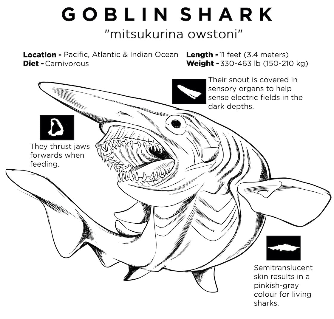goblin shark coloring pages goblin shark coloring pages