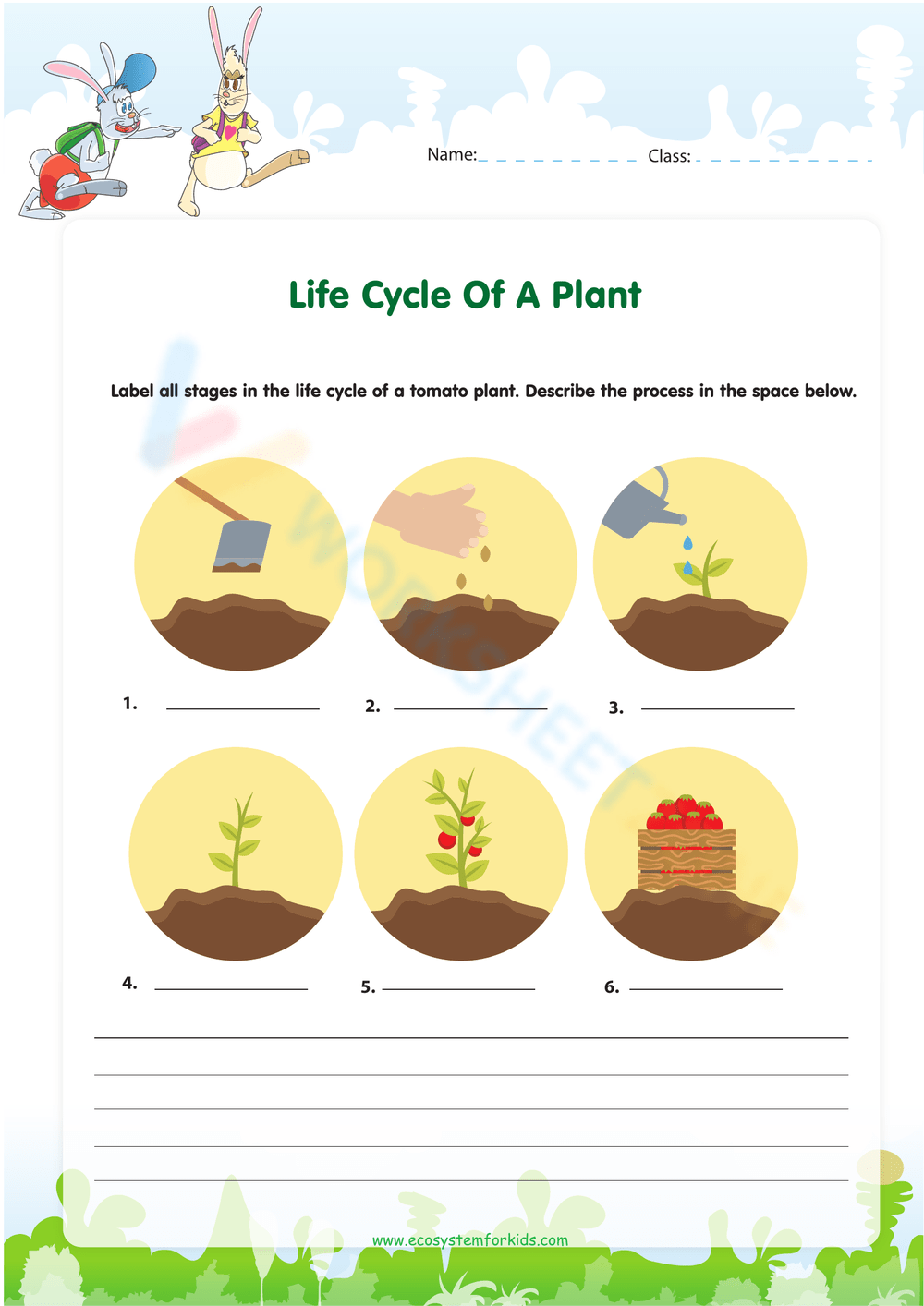 Grade 2 2nd Grade Plant Life Cycle Worksheets 2024 Worksheets Library Grade 2 2nd Grade Plant Life Cycle Worksheets 2024 Worksheets Library