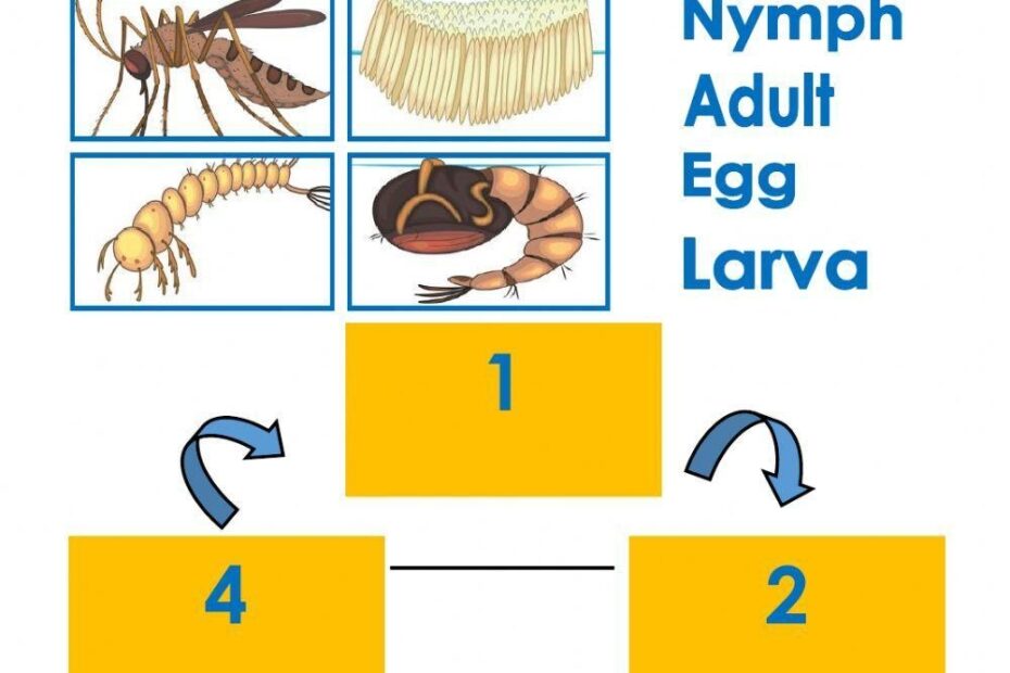 Grade 5 Science Lesson 4 Life Cycle Of An Insect Primary Science