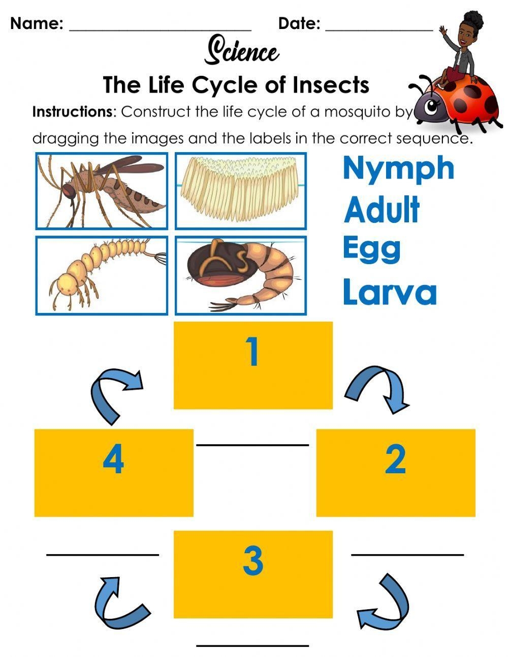 Grade 5 Science Lesson 4 Life Cycle Of An Insect Primary Science Grade 5 Science Lesson 4 Life Cycle Of An Insect Primary Science