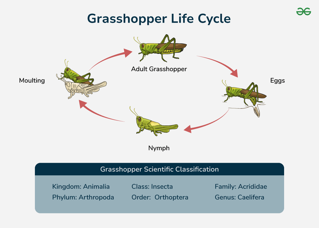 Grasshopper Life Cycle Grasshopper Life Cycle