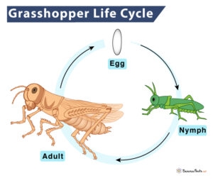 Grasshopper Life Cycle Stages And Diagram