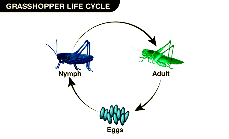 Grasshopper Life Cycle Stages Diagram FAQs Grasshopper Life Cycle Stages Diagram FAQs