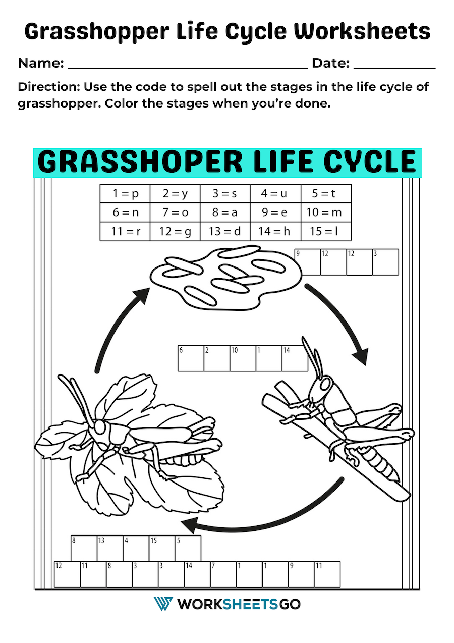 Grasshopper Life Cycle Worksheets WorksheetsGO Grasshopper Life Cycle Worksheets WorksheetsGO