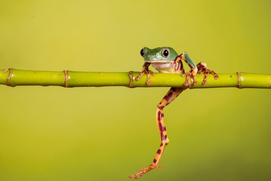 Green Yellow Frog Animals Amphibian HD Wallpaper