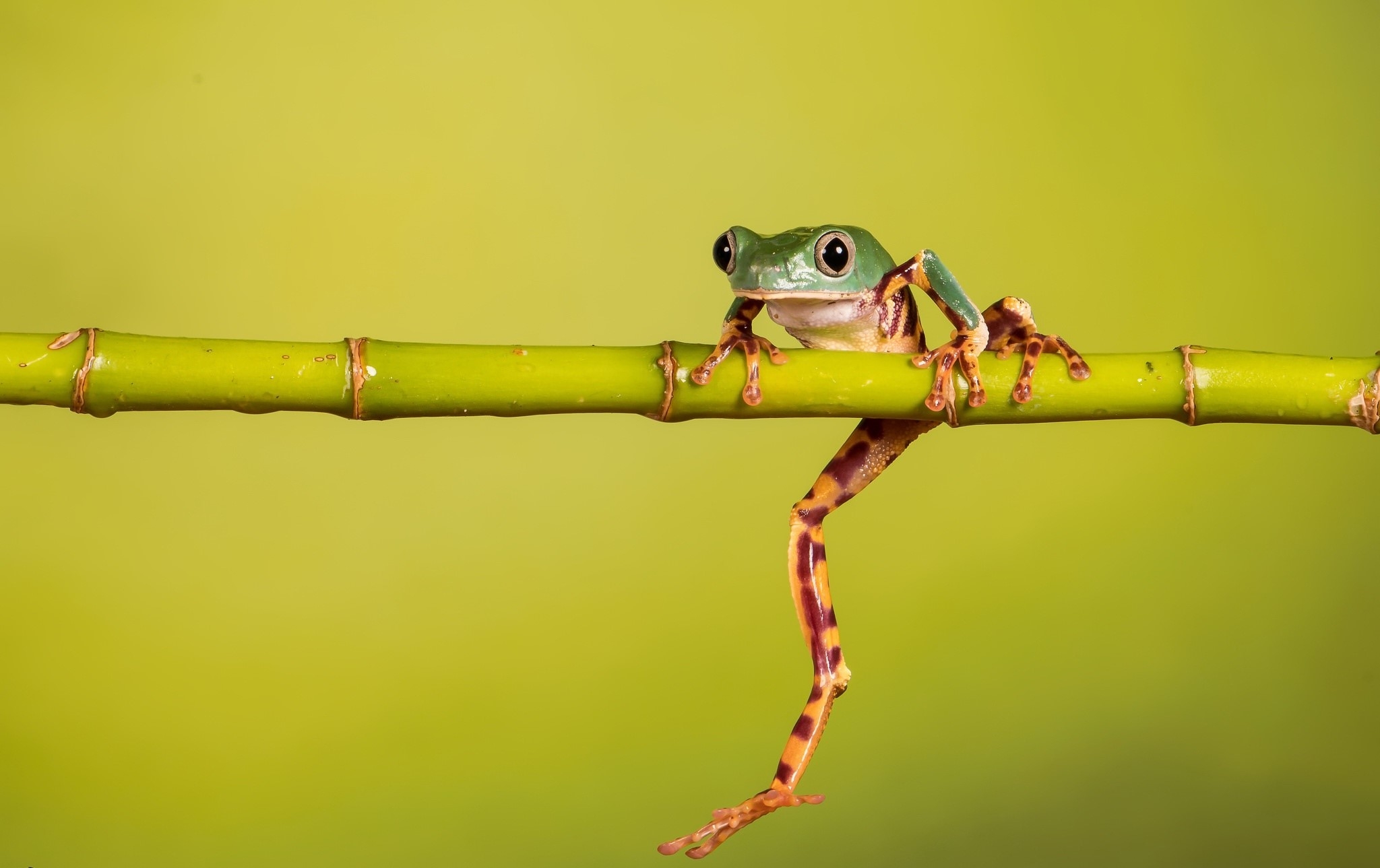 Green Yellow Frog Animals Amphibian HD Wallpaper Green Yellow Frog Animals Amphibian HD Wallpaper