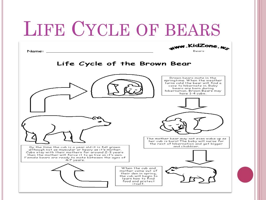 Grizzly Bear Life Cycle Grizzly Bear Life Cycle