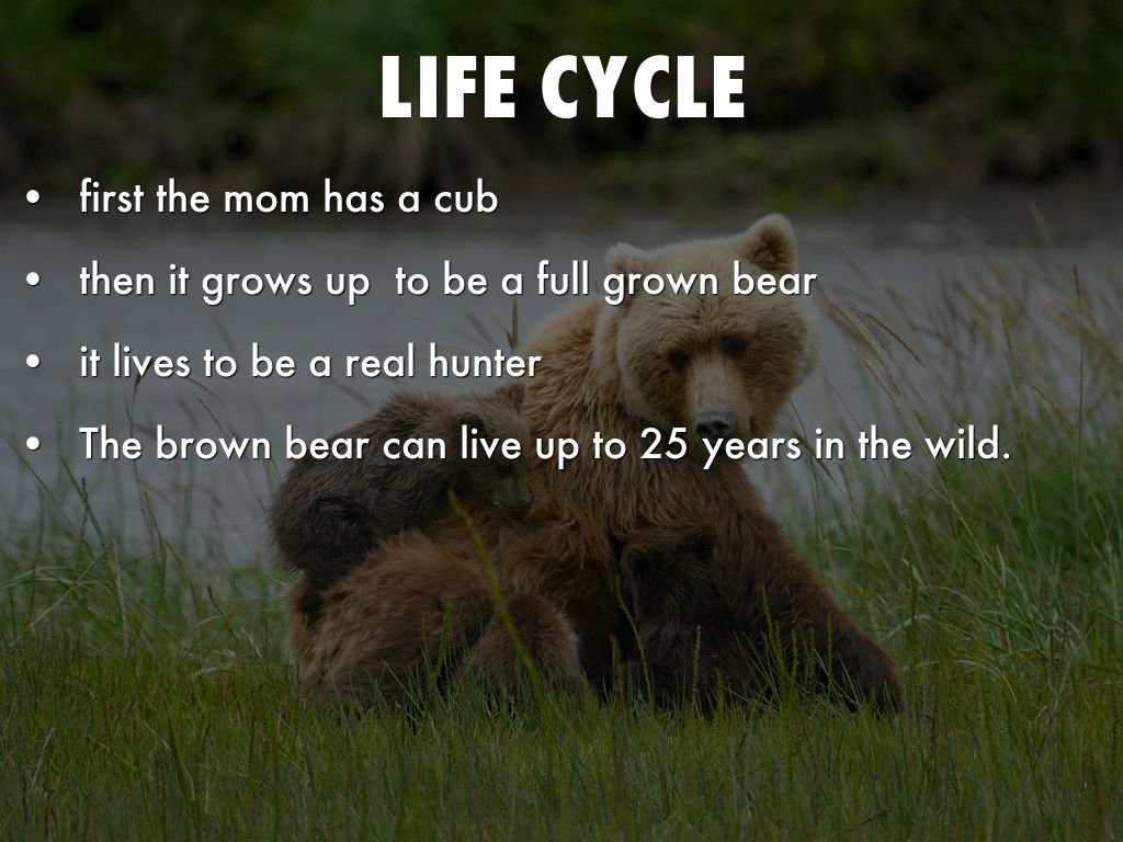 Brown Bear Life Cycle Brown Bear Life Cycle