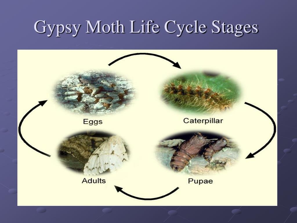 Gypsy Moth Life Cycle Diagram Gypsy Moth Life Cycle Diagram