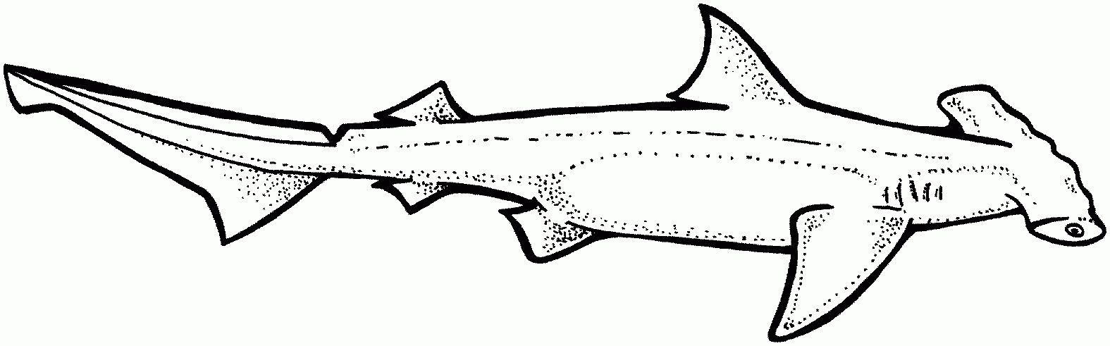 Hammerhead Shark Coloring Pages Free Coloring Home Hammerhead Shark Coloring Pages Free Coloring Home