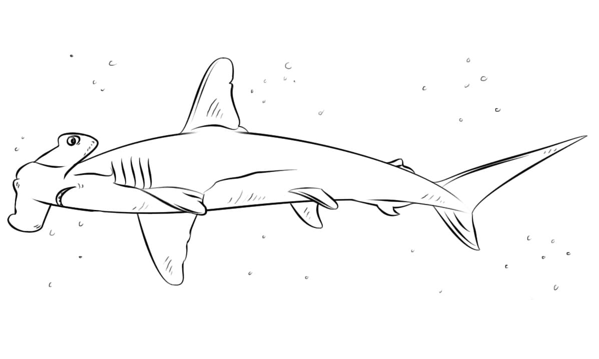 Hammerhead Shark Smiling Coloring Page Free Printable Coloring Pages Hammerhead Shark Smiling Coloring Page Free Printable Coloring Pages