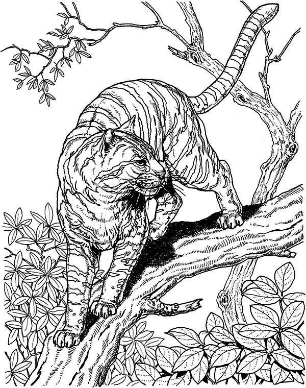 Hard Animal Coloring Pictures Hard Animal Coloring Pictures