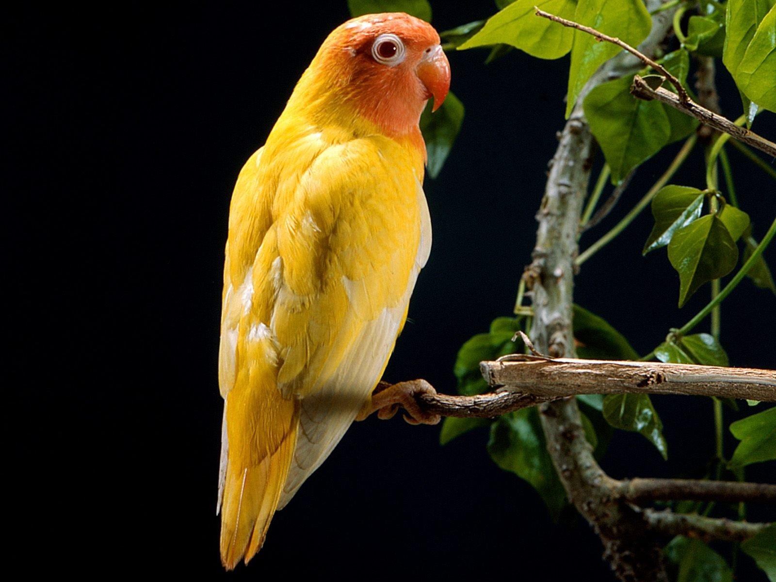 HD Animals Yellow Parrot Wallpaper