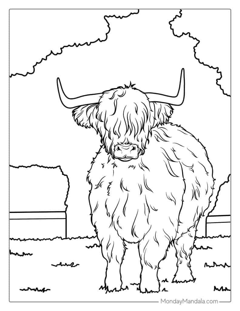 Highland Cow Coloring Pages Coloring Nation Highland Cow Coloring Pages Coloring Nation