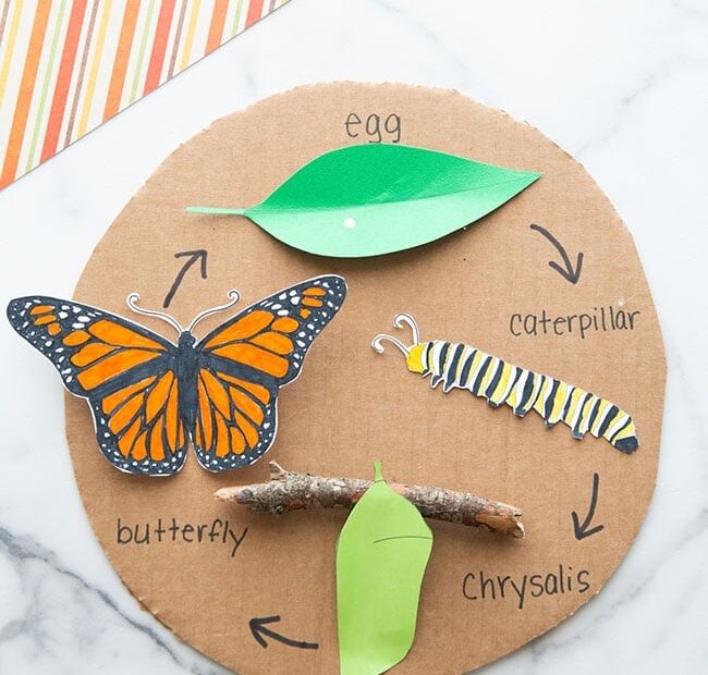 Homeschooling Preschoolers Arts And Crafts Activities Life Cycle Of A