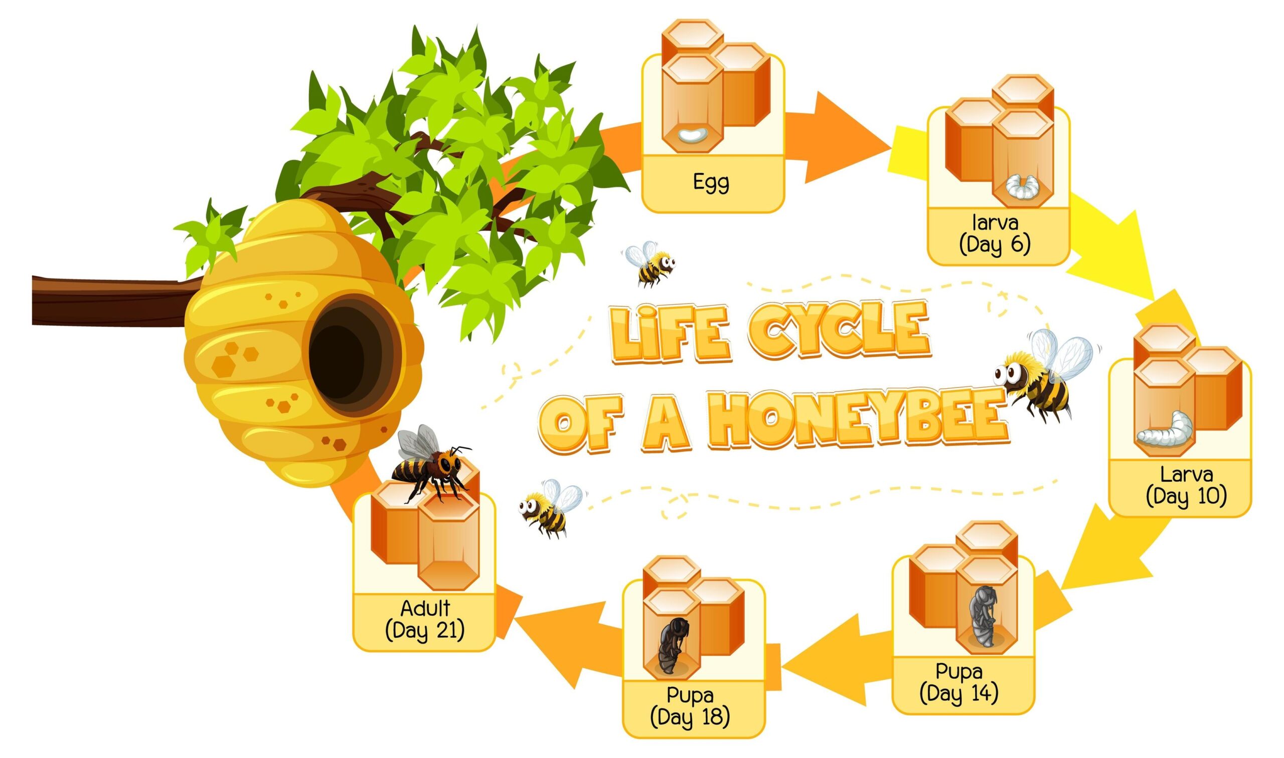 Honey Bee Life Cycle Diagram Alternator Honey Bee Life Cycle Diagram Alternator