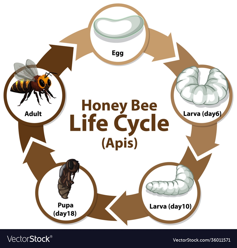 Honey Bee Life Cycle Poster Bee Life Cycle Honey Bee Life Cycle Porn Honey Bee Life Cycle Poster Bee Life Cycle Honey Bee Life Cycle Porn