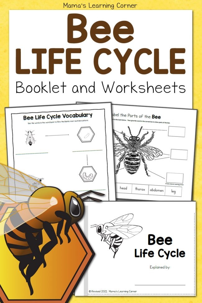 Honey Bee Life Cycle Worksheet Honey Bee Life Cycle Worksheet