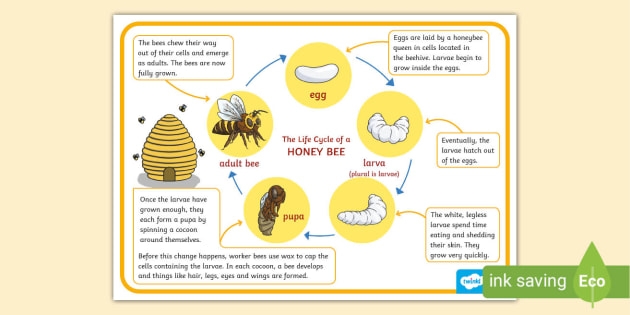 Honey Bees Life Cycle And Report Bee Life Cycle Honey Bee Life Cycle Honey Bees Life Cycle And Report Bee Life Cycle Honey Bee Life Cycle