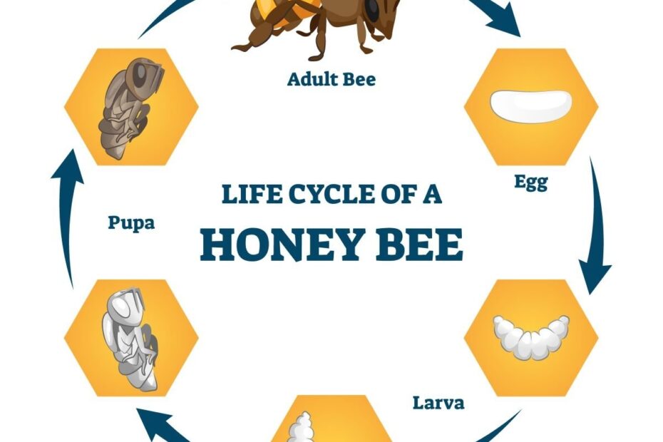 Honey Bees Life Cycle And Report Bee Life Cycle Honey Bee Life Cycle