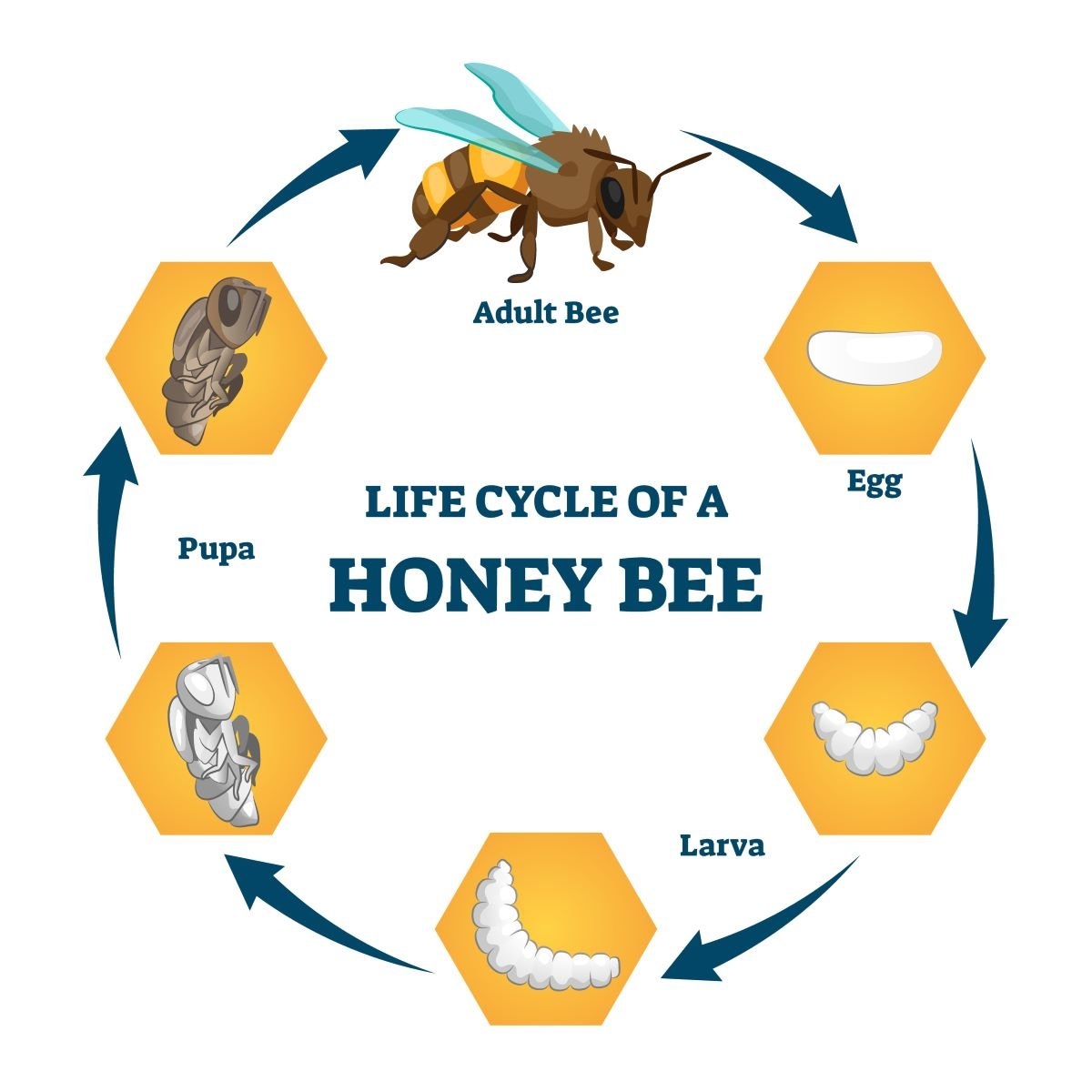 Honey Bees Life Cycle And Report Bee Life Cycle Honey Bee Life Cycle Honey Bees Life Cycle And Report Bee Life Cycle Honey Bee Life Cycle