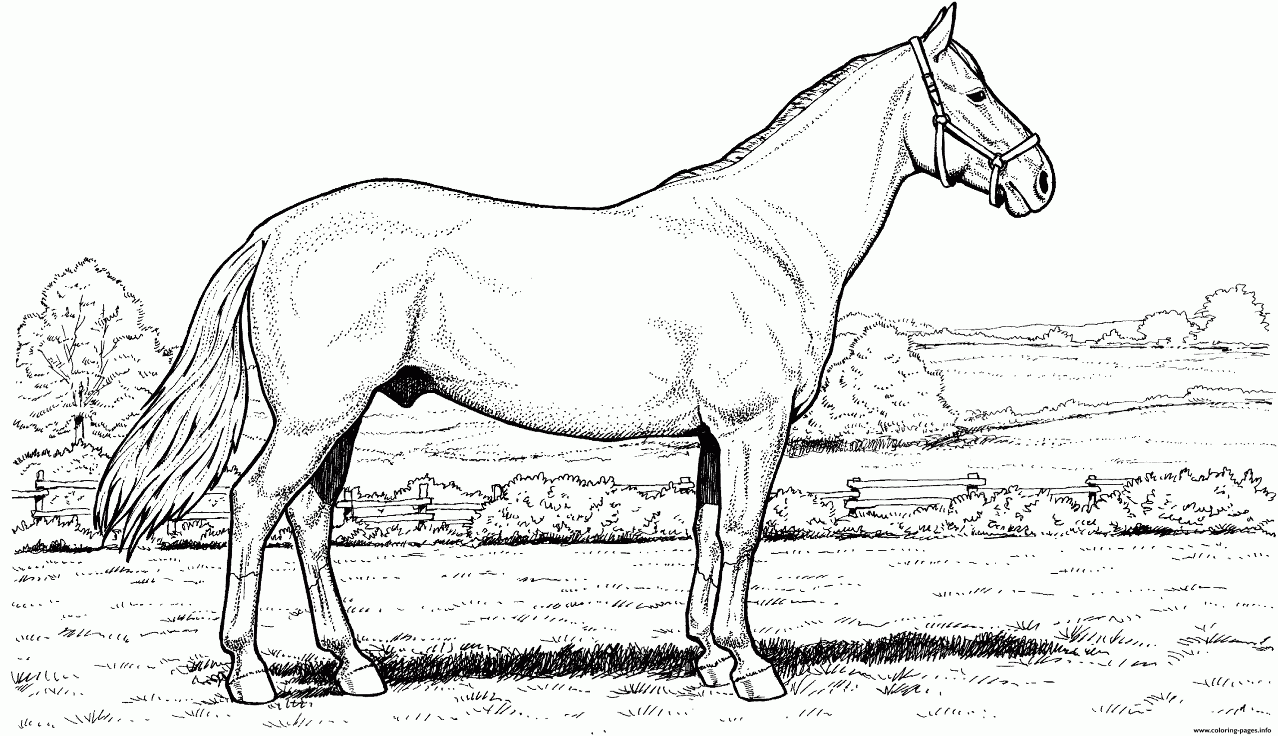 Horse In Field Coloring Page Printable Horse In Field Coloring Page Printable