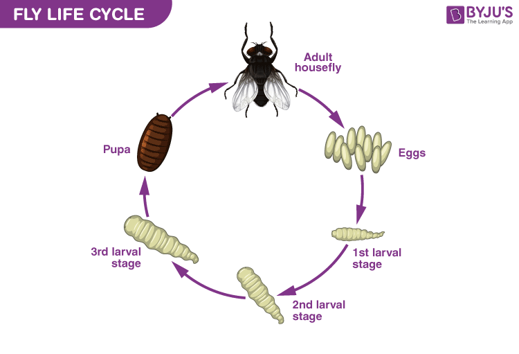 Maggot Fly Life Cycle Maggot Fly Life Cycle