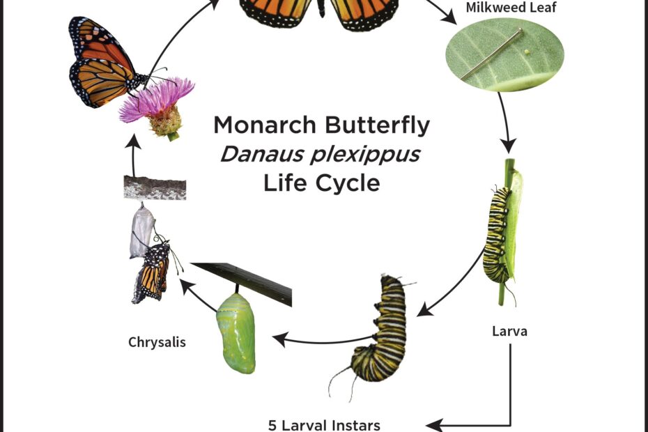 Houston Monarch Story Monarch Butterfly Life Cycle UH Coastal Center