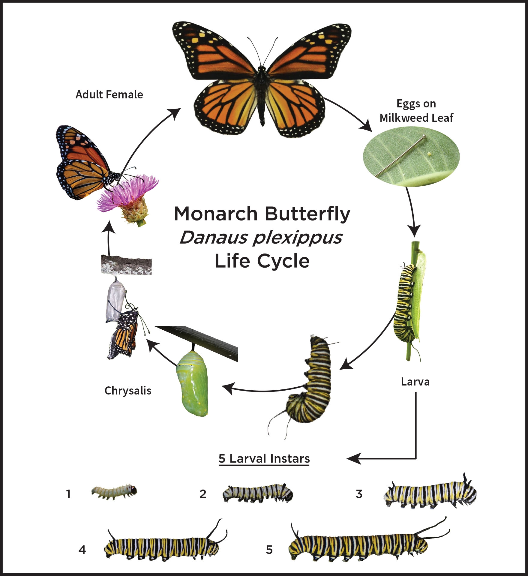 Houston Monarch Story Monarch Butterfly Life Cycle UH Coastal Center Houston Monarch Story Monarch Butterfly Life Cycle UH Coastal Center