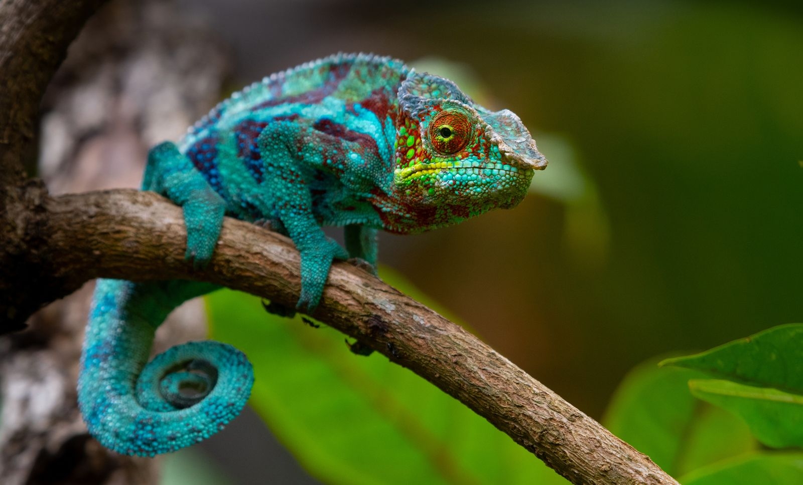 How Do Chameleons Change Colour Britannica How Do Chameleons Change Colour Britannica