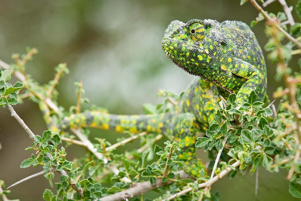 How Do Chameleons Change Colour New Scientist How Do Chameleons Change Colour New Scientist