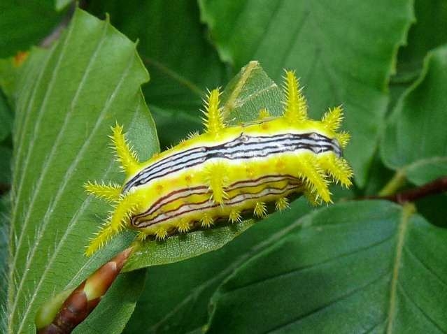 How Long Do Caterpillars Live How Long Do Caterpillars Live