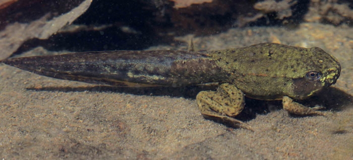 How Long Does It Take For A Tadpole To Turn Into A Frog How Long Does It Take For A Tadpole To Turn Into A Frog