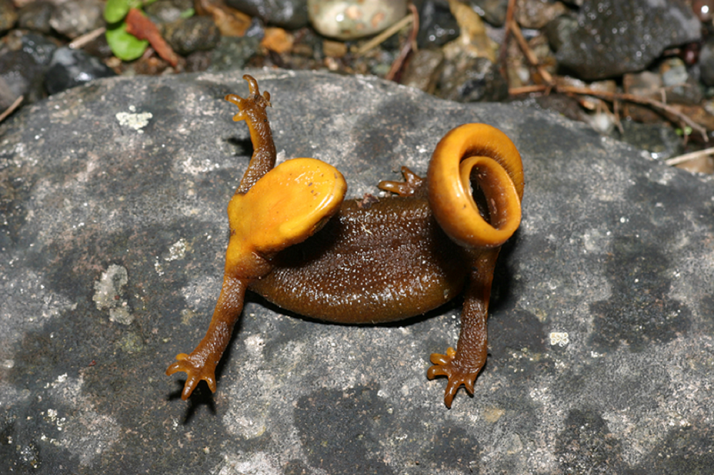 How Poisonous Animals Evolved Bright Warning Colors Popular Science How Poisonous Animals Evolved Bright Warning Colors Popular Science