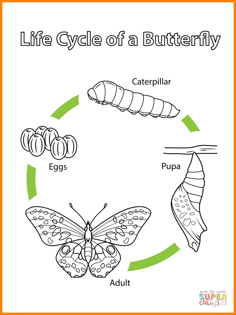 How To Draw A Butterfly Life Cycle Images And Photos Finder How To Draw A Butterfly Life Cycle Images And Photos Finder