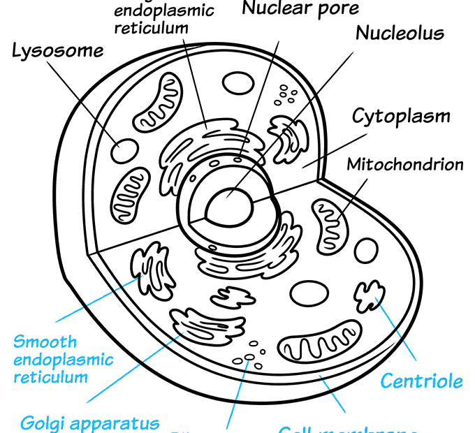 How To Draw An Animal Cell Animal Cell Drawing Animal Cell Plant