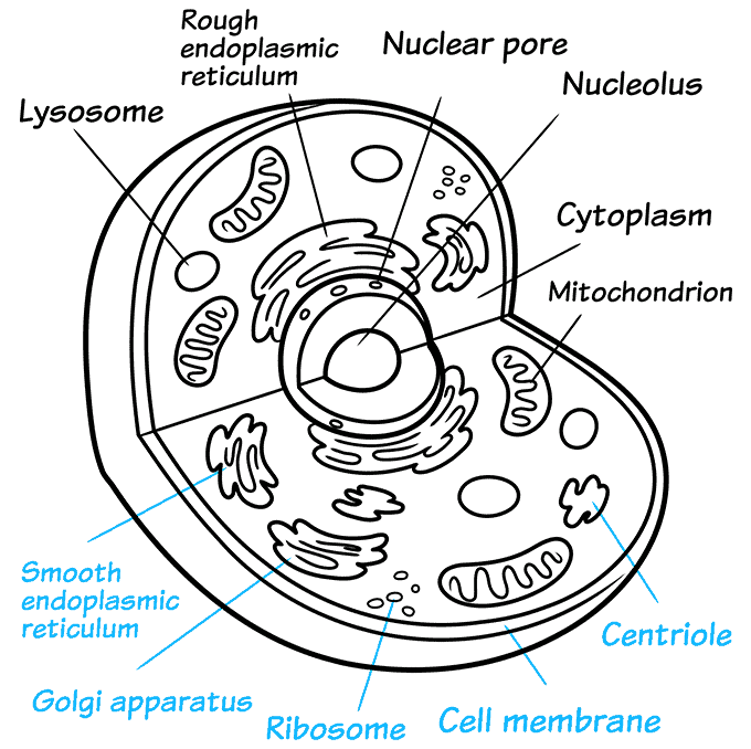How To Draw An Animal Cell Animal Cell Drawing Animal Cell Plant How To Draw An Animal Cell Animal Cell Drawing Animal Cell Plant