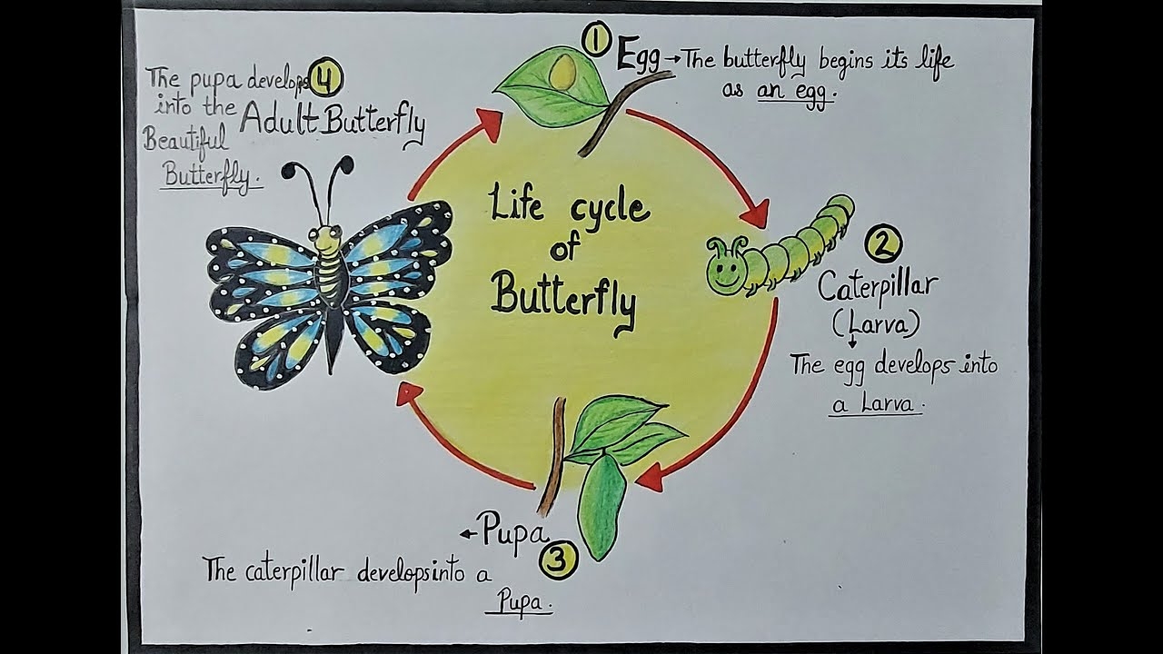 How to Draw the Life Cycle of Butterfly How to Draw the Life Cycle of Butterfly