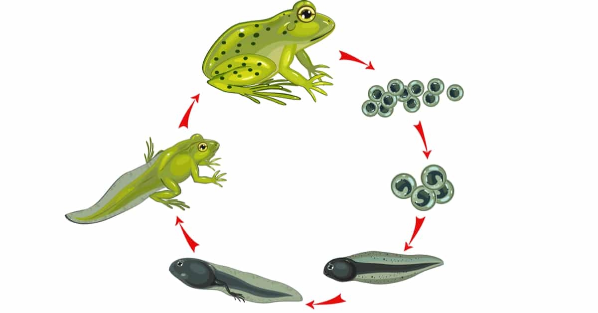 How To Tell Apart Different Types Of Frogs Learn About Nature How To Tell Apart Different Types Of Frogs Learn About Nature