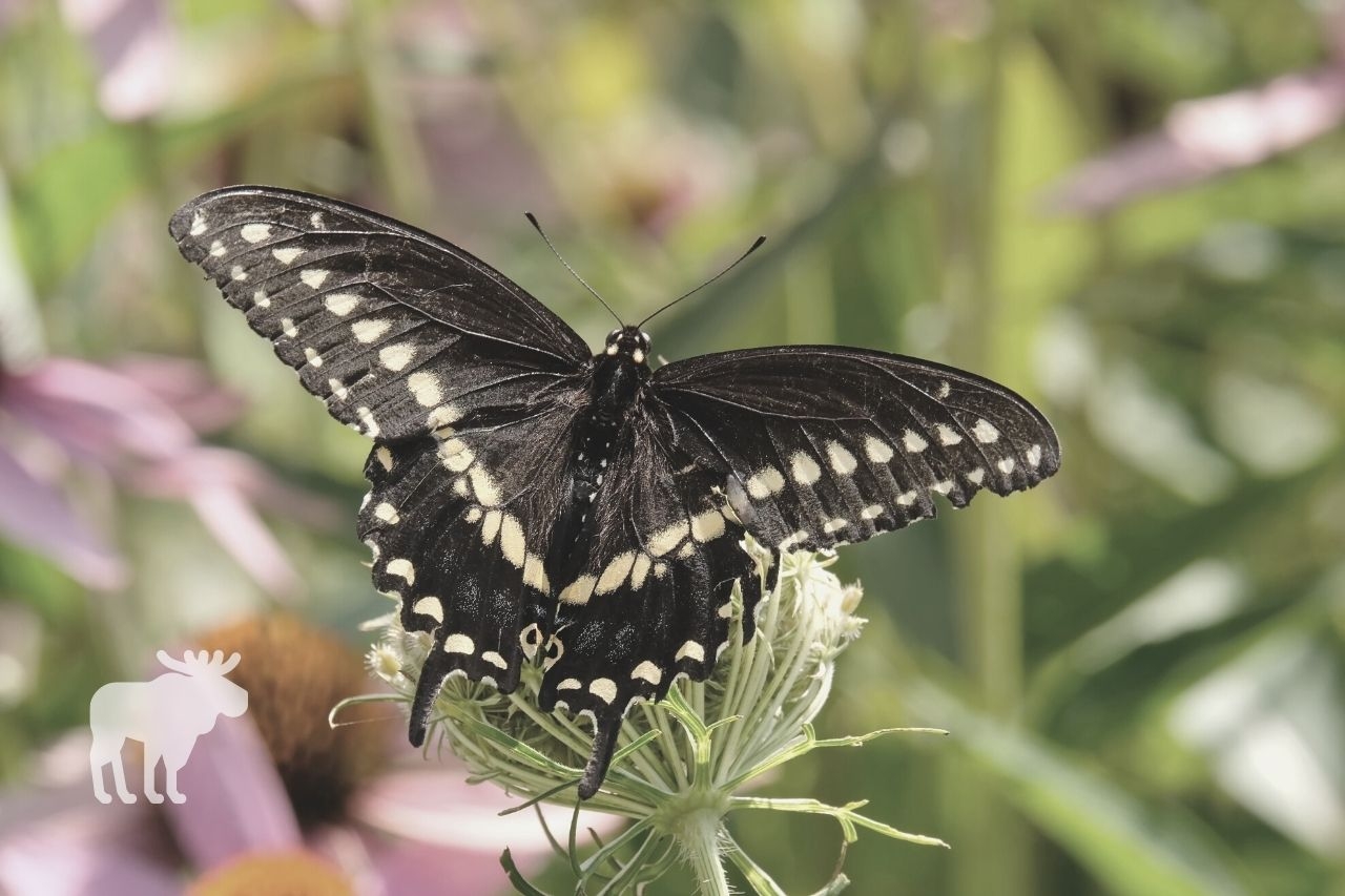 How To Tell The Difference Between Black And Tiger Swallowtails How To Tell The Difference Between Black And Tiger Swallowtails