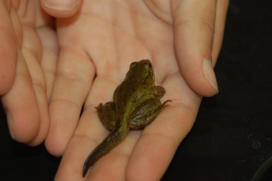 Hudson Herpetology 2010 Incomplete Metamorphosis