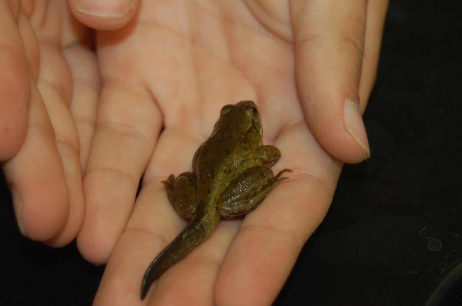 Hudson Herpetology 2010 Incomplete Metamorphosis Hudson Herpetology 2010 Incomplete Metamorphosis