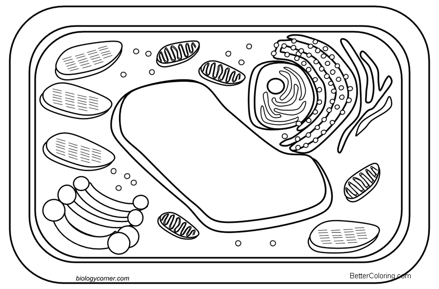 Hudtopics Animal Cell Diagram Coloring Page